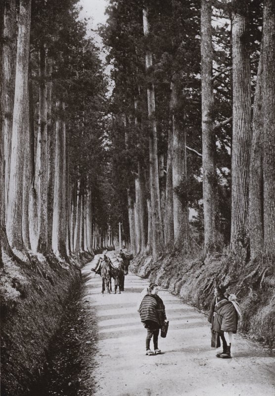 Il Viale delle Cryptomerie a Nikko da Herbert Ponting