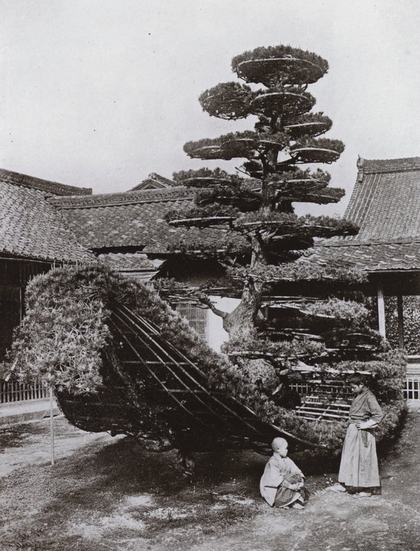 La giunca del pino a Kinkakuji (foto in b/n) da Herbert Ponting