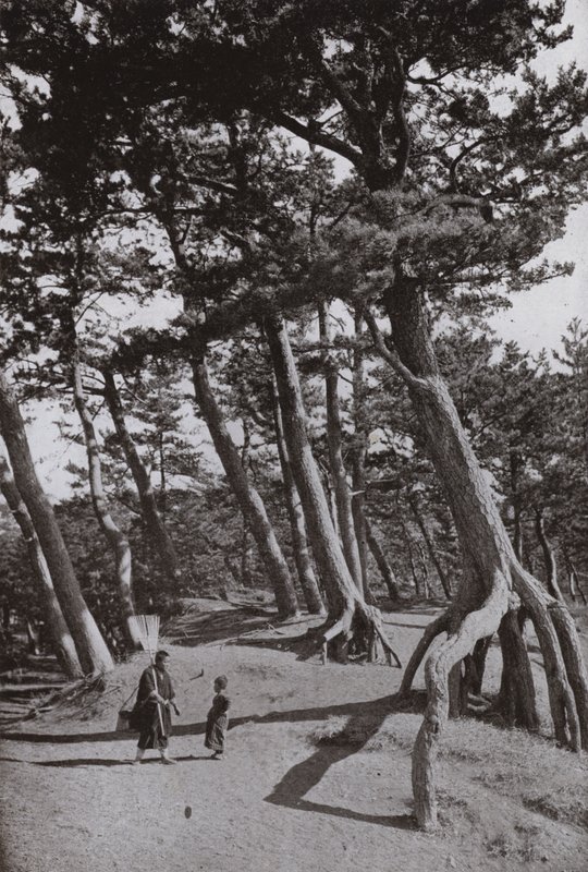 I Pini di Shizu-ura da Herbert Ponting