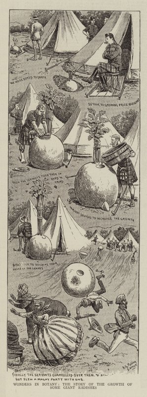 Meraviglie in botanica, la storia della crescita di alcuni ravanelli giganti da Horatio Gordon Robley