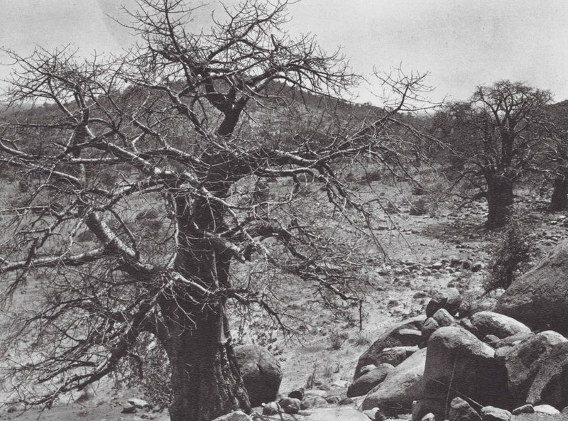 Africa: albero di baobab, Dar Nuba da Hugo Adolf Bernatzik