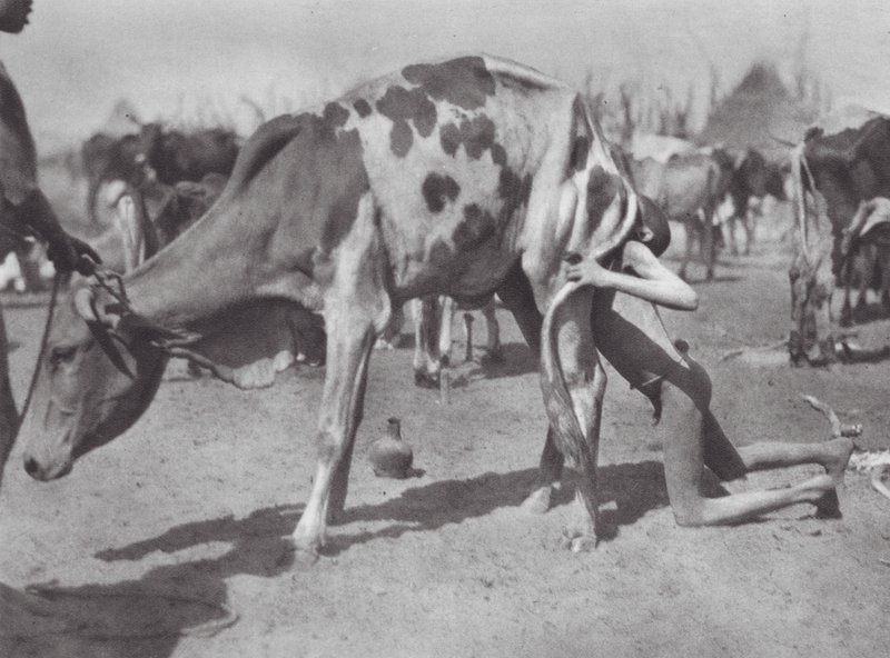 Africa: Dinka settentrionale che soffia una mucca da Hugo Adolf Bernatzik