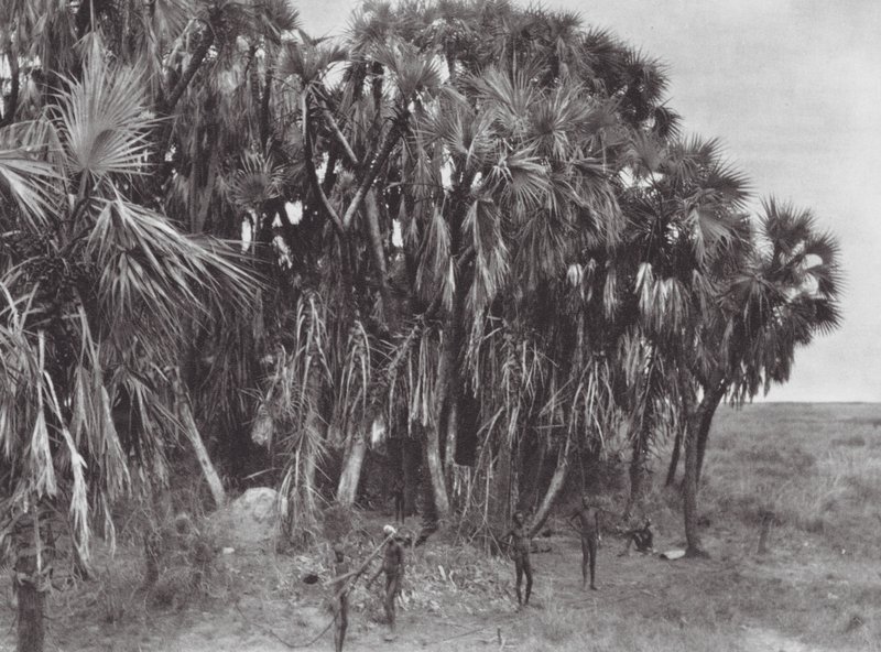 Africa: Cacciatori Nuer in un bosco di palme da Hugo Adolf Bernatzik