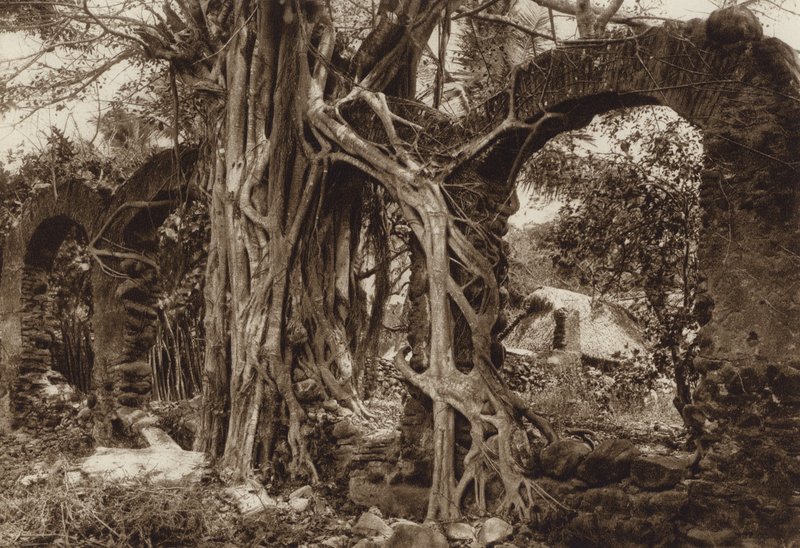 Messico: ponte spagnolo ad arco con albero di fico, Antigua, Stato di Vera Cruz (foto b/n) da Hugo Brehme