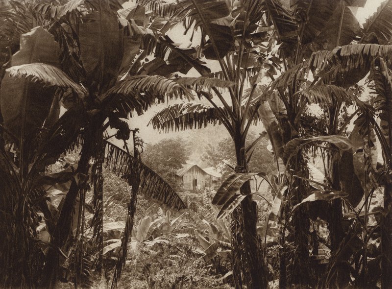 Messico: Atoyac, Bananos (foto b/n) da Hugo Brehme