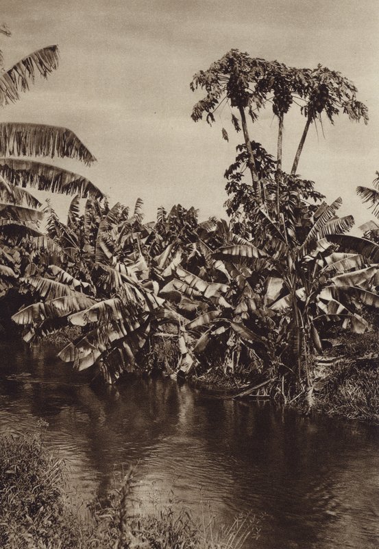 Messico: Banane e papaie, Stato di Vera Cruz (foto b/n) da Hugo Brehme