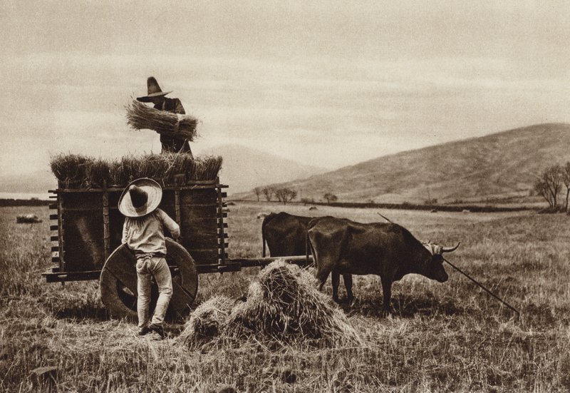 Messico: contadini che raccolgono il grano (foto b/n) da Hugo Brehme