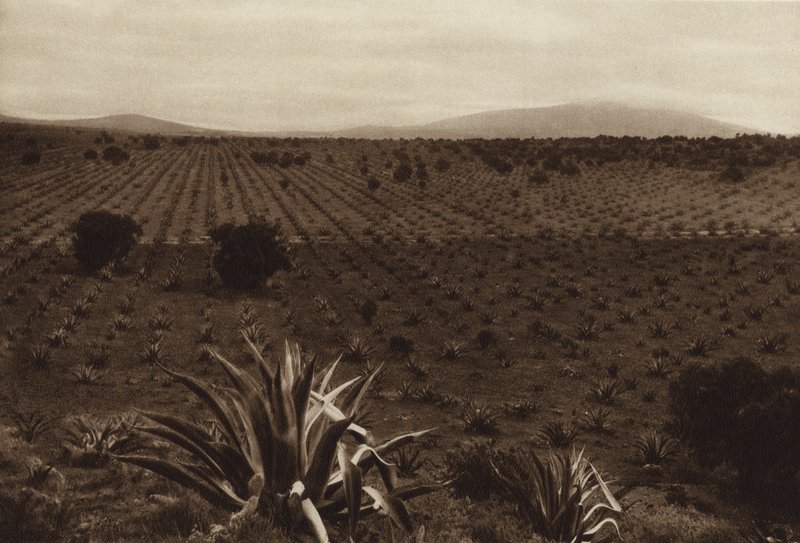 Messico: Campo di agave intorno a Ometusco (foto b/n) da Hugo Brehme