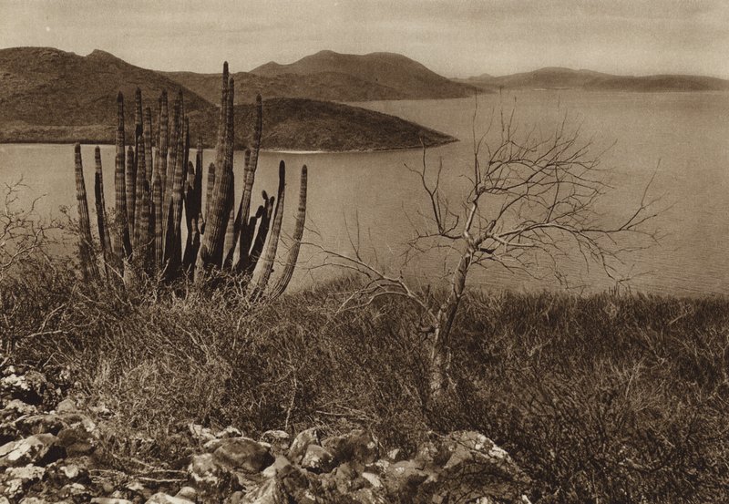 Messico: vicino alla costa di Baja California (foto b/n) da Hugo Brehme