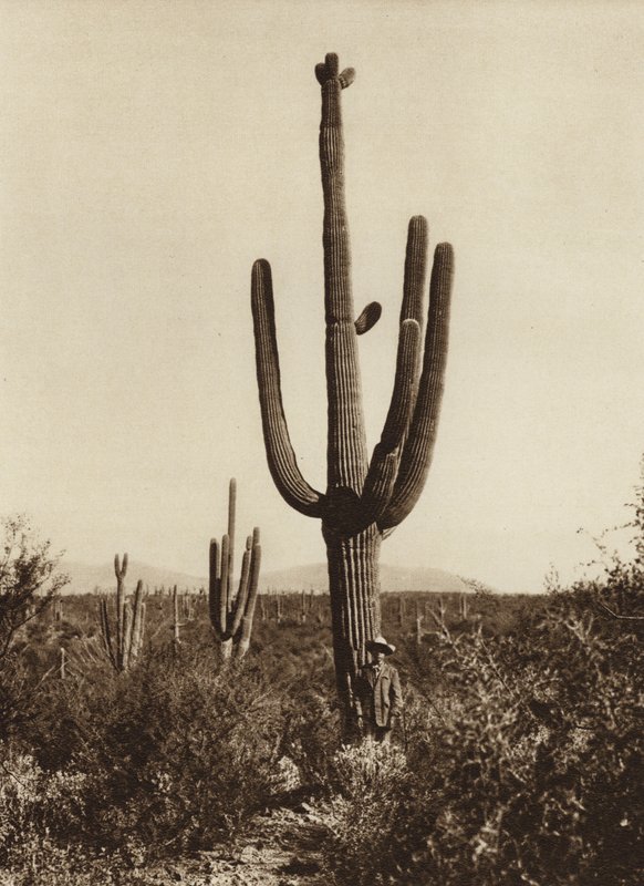 Messico: "Cereus giganteus" nei dintorni di Magdalena, Stato di Sonora (foto b/n) da Hugo Brehme