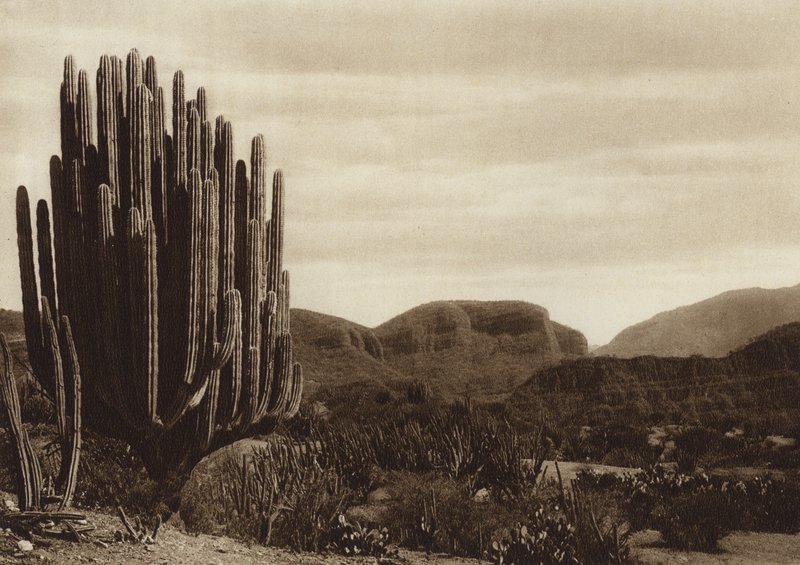 Messico: Cuicatian, "Cereus candelabrum" (foto b/n) da Hugo Brehme