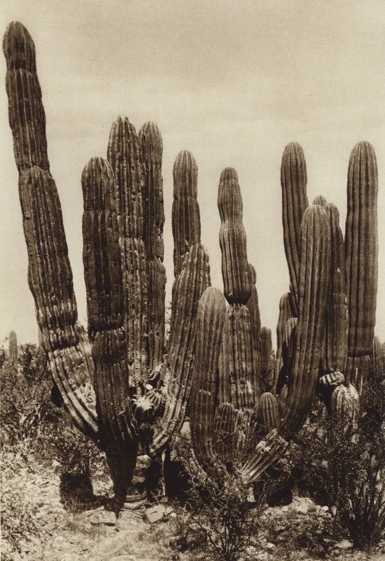 Messico: Guaymas, "Cereus Pringlei", Estado Sonora (foto b/n) da Hugo Brehme