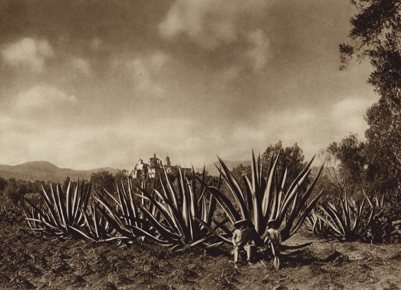 Messico: I dintorni di Tepepam con il campo di agave (foto b/n) da Hugo Brehme