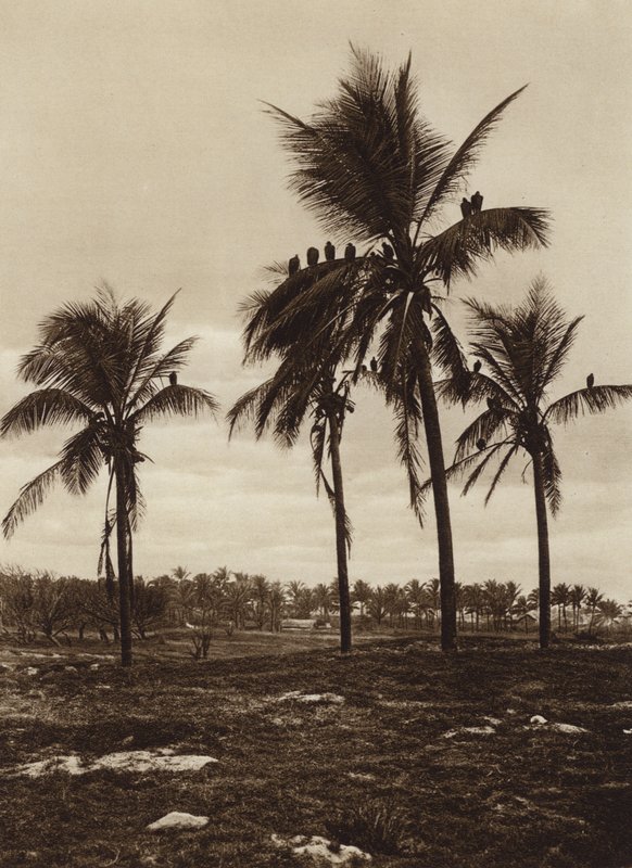 Messico: I dintorni di Vera Cruz, Buitres (foto b/n) da Hugo Brehme