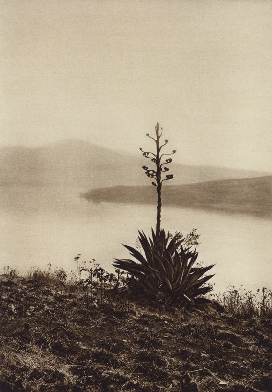 Messico: riva del lago Chapala con agavi in fiore (foto b/n) da Hugo Brehme