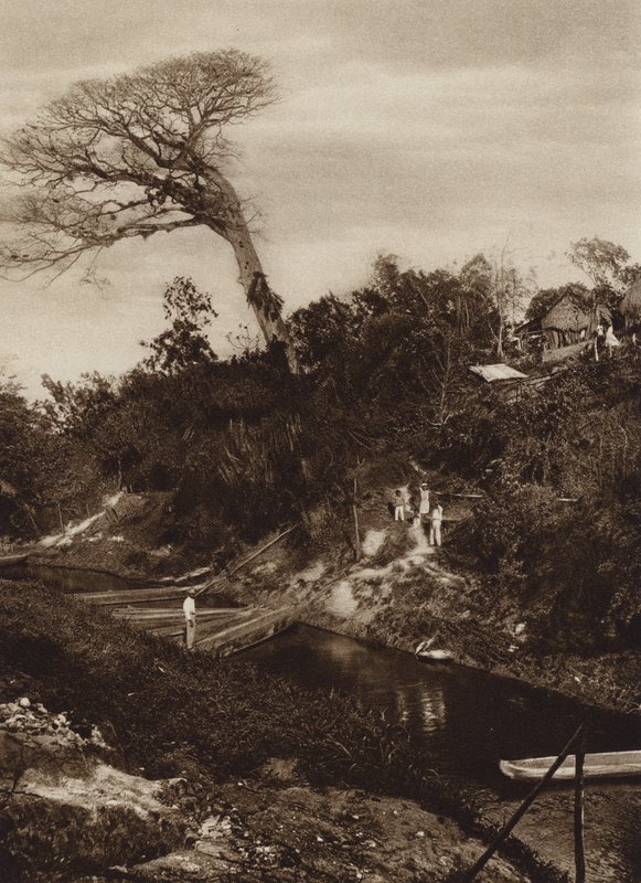 Messico: Panorama del fiume con albero di Ceiba, Stato di Vera Cruz (foto b/n) da Hugo Brehme