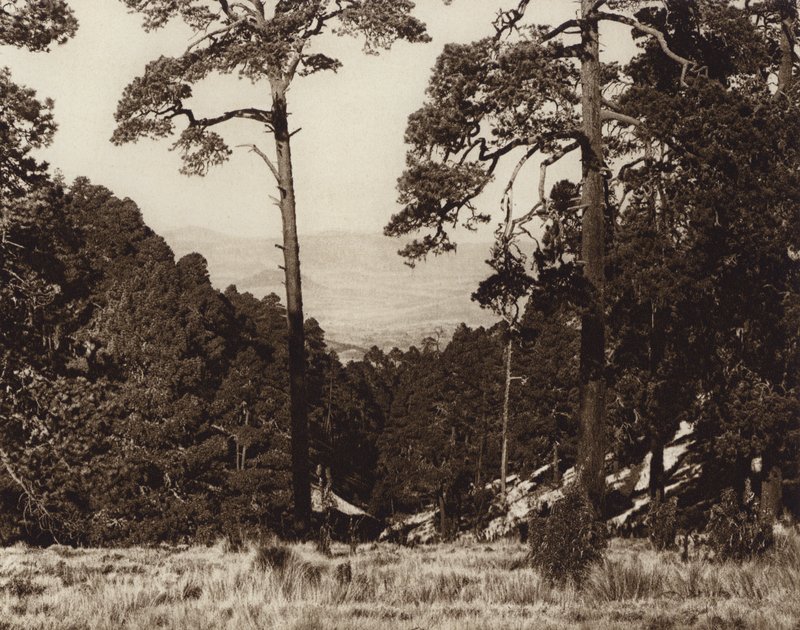 Messico: panorama selvaggio ai piedi del Pico de Orizaba (foto b/n) da Hugo Brehme