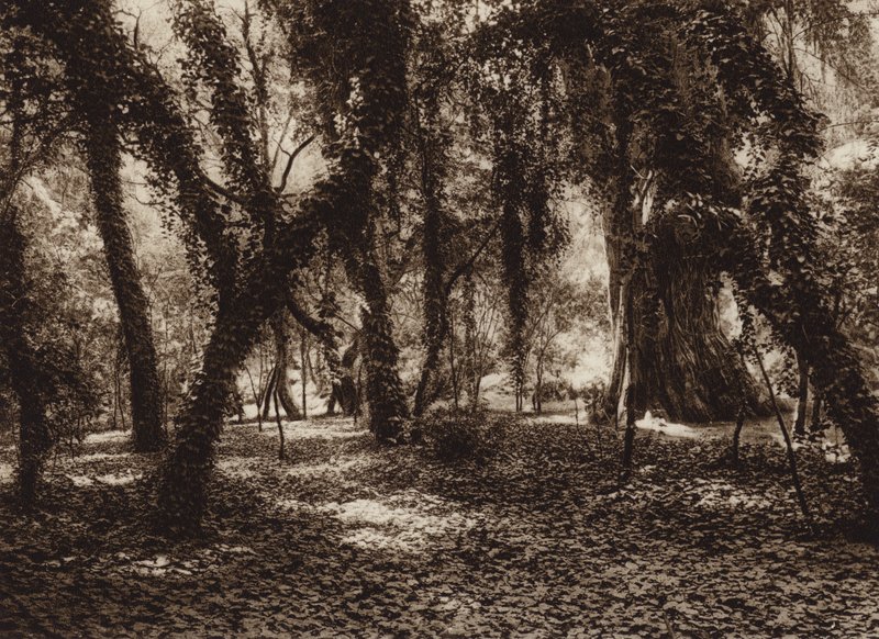 Messico: Luogo idilliaco nel parco di Chapultepec (foto b/n) da Hugo Brehme