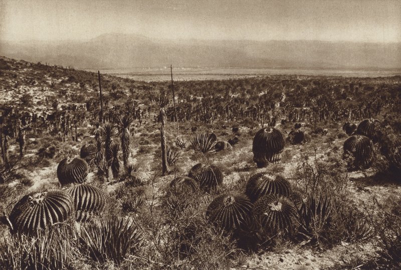 Messico: Sierra de Tehuacan, Nella parte anteriore "Echinocactus grandis" (foto b/n) da Hugo Brehme