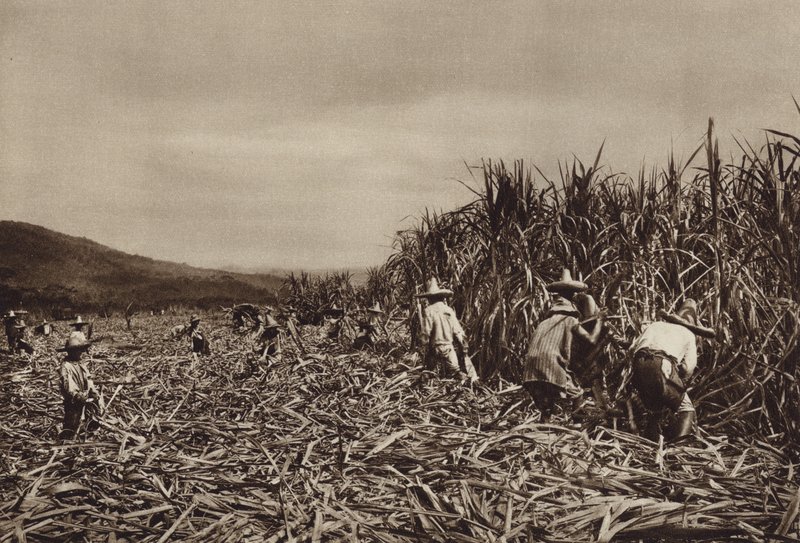 Messico: Tamasopo, Raccolta della canna da zucchero (foto b/n) da Hugo Brehme
