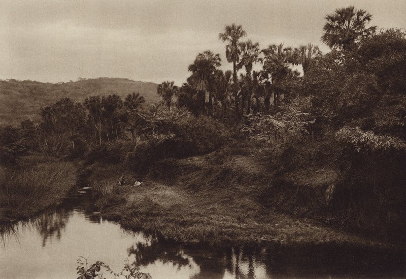 Messico: Tamasopo, paesaggio di palme (foto b/n) da Hugo Brehme