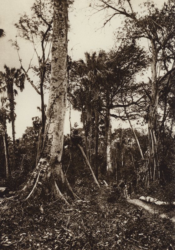 Messico: Tamasopo, Panorama della foresta vergine (foto b/n) da Hugo Brehme