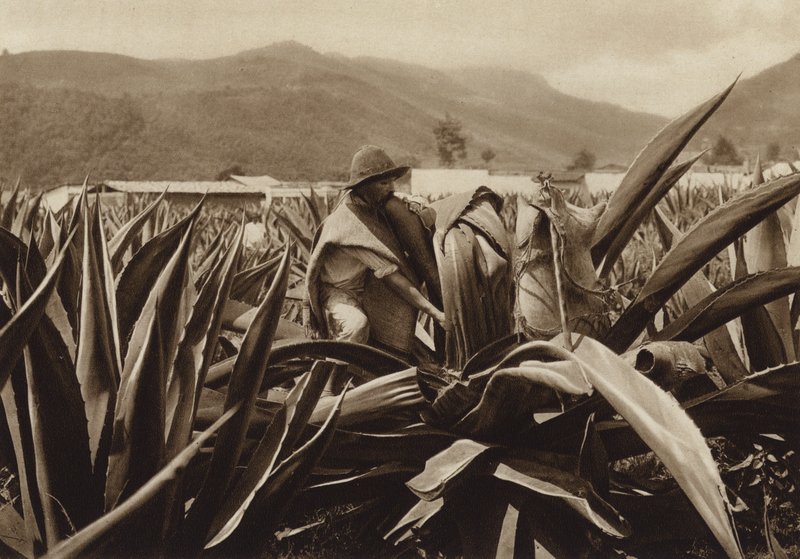 Messico: Tlachiquero che succhia pulque da una pianta di agave (foto b/n) da Hugo Brehme