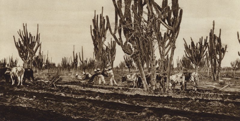 Messico: Lavoro sul campo, Stato di Sinaloa (foto b/n) da Hugo Brehme