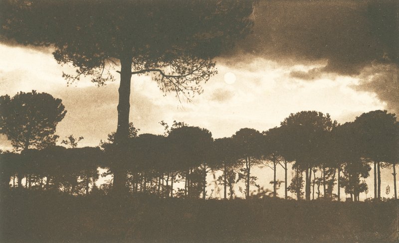 Ravenna, La Pineta di Classe (b/w photo) da Italian Photographer