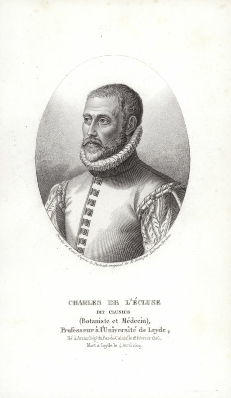 Carolus Clusius da Italian School