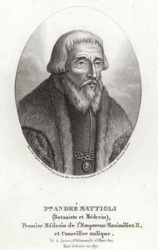 Pietro Andrea Mattioli da Italian School