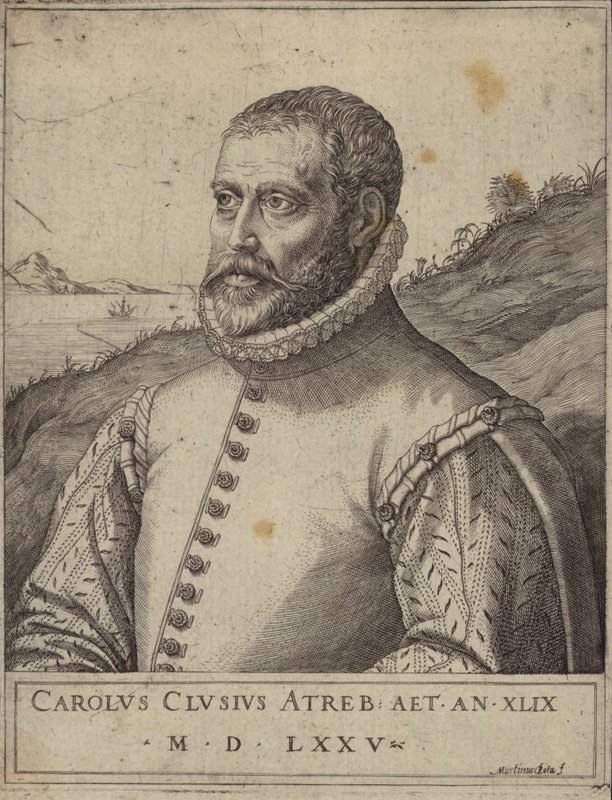 Ritratto di Carolus Clusius da Italian School
