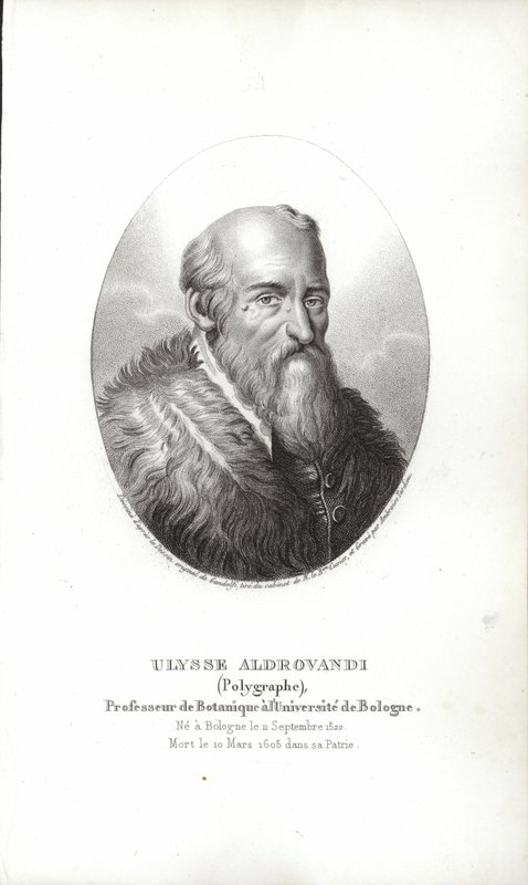 Ulisse Aldrovandi da Italian School