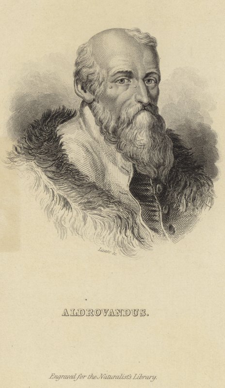 Ulisse Aldrovandi da Italian School