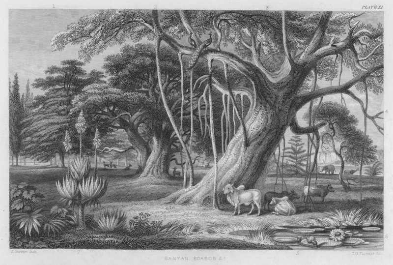 Banyan, Baobab ecc. da J. (after) Stewart