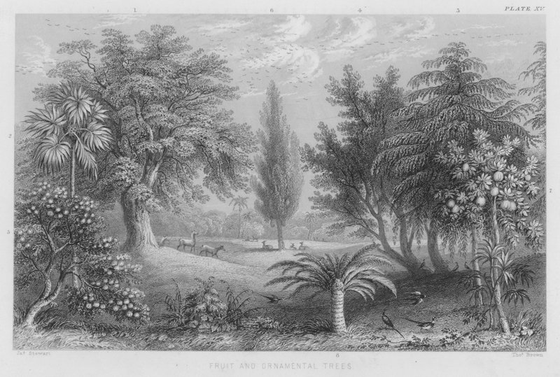 Alberi da Frutto e Ornamentali da J. (after) Stewart