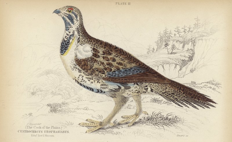 Centrocercus Urophasianus da J. Stewart