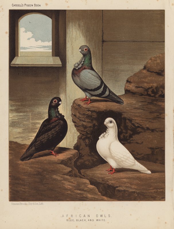 Piccioni: Gufi africani, blu, neri e bianchi da J. W. (after) Ludlow