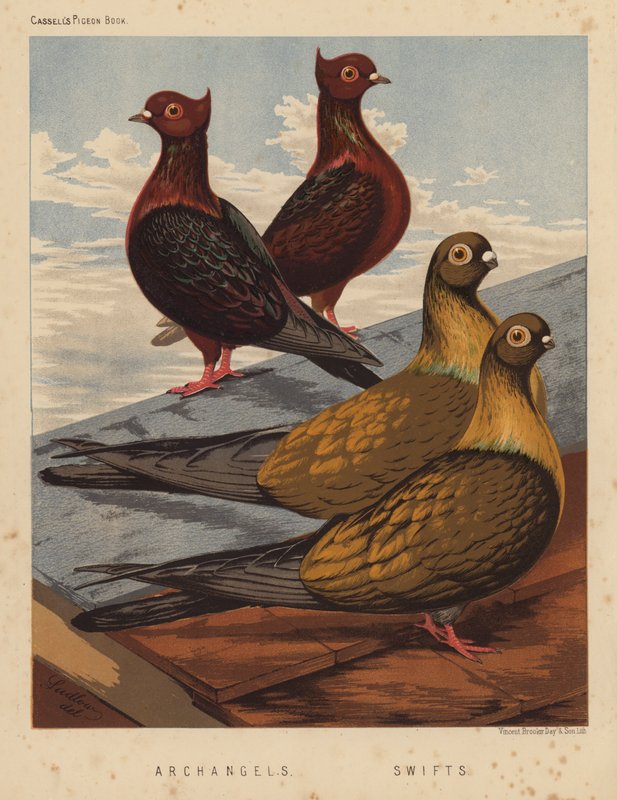 Piccioni: Archangels; Swifts da J. W. (after) Ludlow