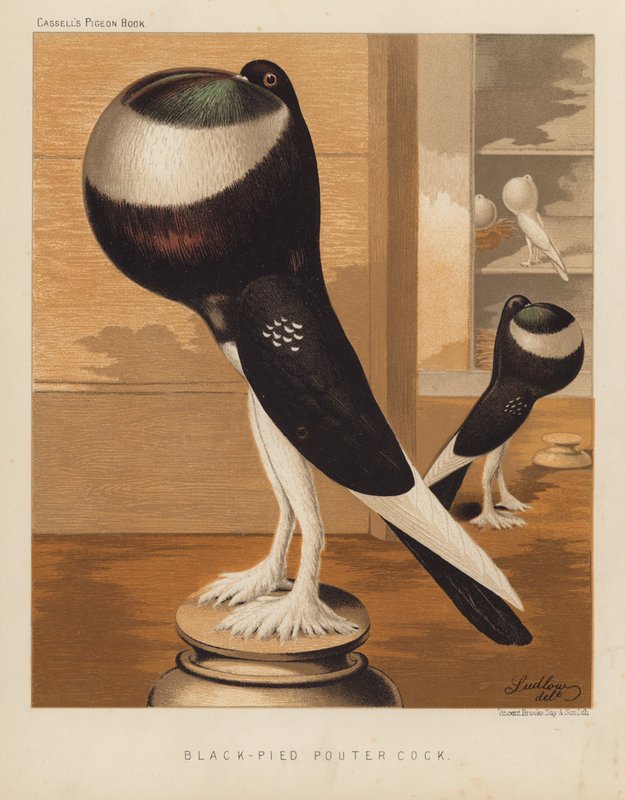 Piccioni: Galletto Nero-Pied Pouter da J. W. (after) Ludlow