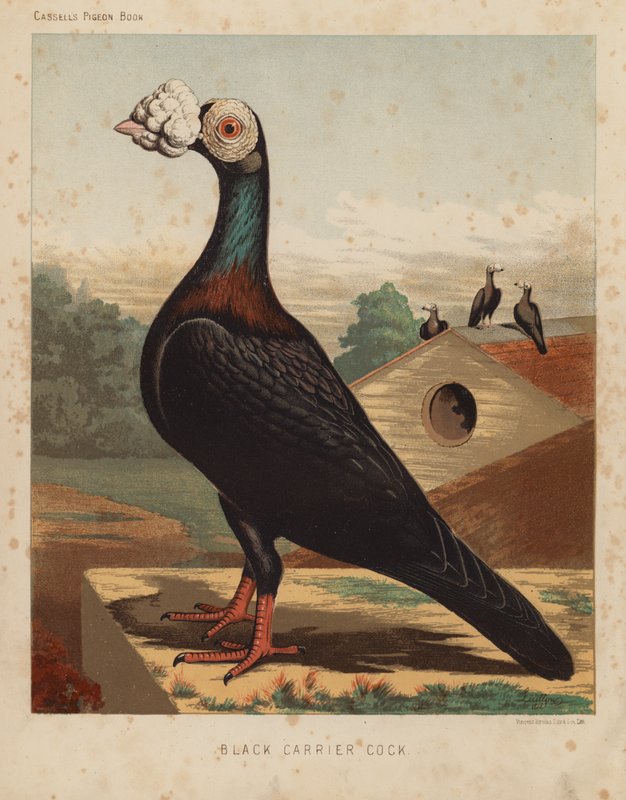 Piccioni: Black Carrier Cock da J. W. (after) Ludlow