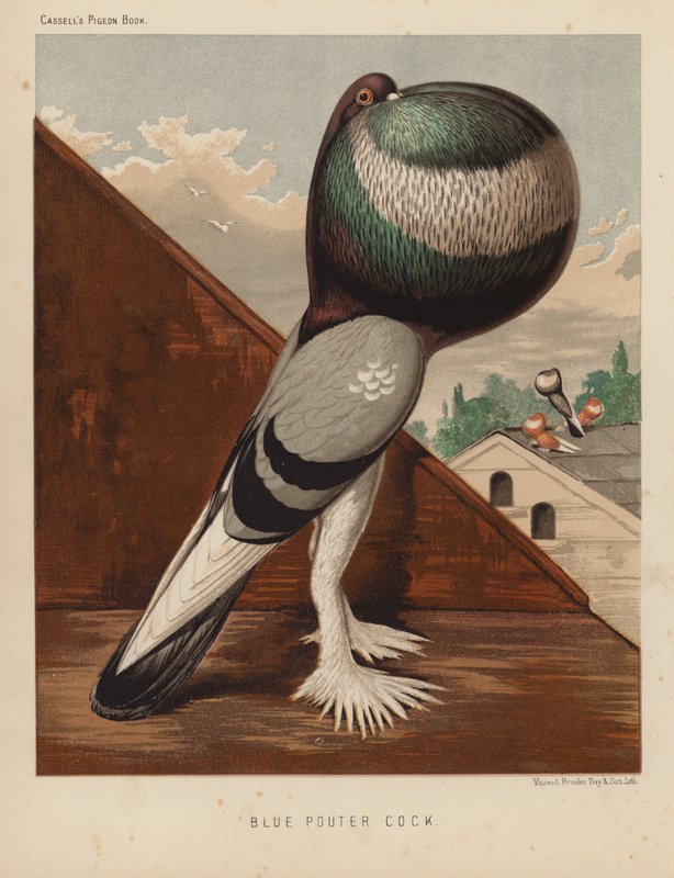 Piccioni: Blue Pouter Cock da J. W. (after) Ludlow