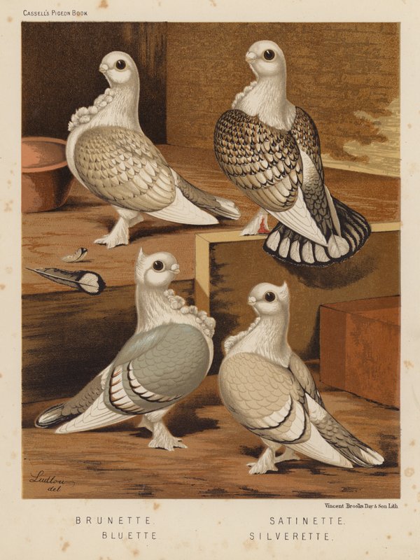 Piccioni: Brunette; Satinette; Bluette; Silverette da J. W. (after) Ludlow