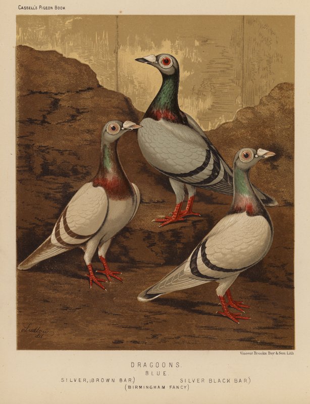 Piccioni: Dragoni, Blu, Argento, Barra Marrone, Argento, Barra Nera, Birmingham Fancy da J. W. (after) Ludlow