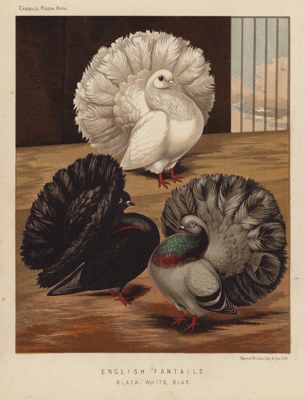 Piccioni: Fantail Inglesi, Neri, Bianchi, Blu da J. W. (after) Ludlow