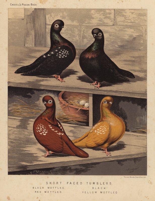 Piccioni: Short Faced Tumblers, Black Mottled, Black, Red Mottled, Yellow Mottled da J. W. (after) Ludlow