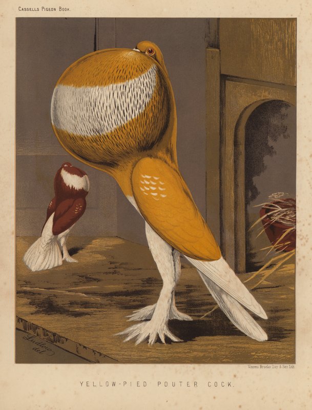 Piccioni: Galletto Giallo-Pied Pouter da J. W. (after) Ludlow