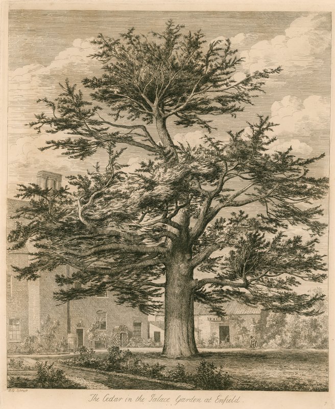 Il Cedro nel Giardino del Palazzo a Enfield, Middlesex da Jacob George Strutt