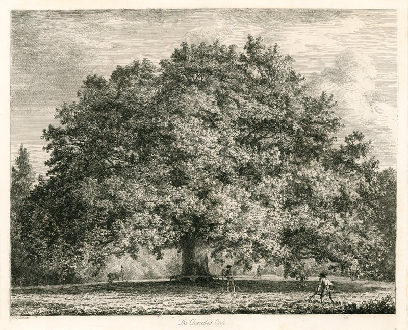 La quercia di Chandos, Michendon House, Southgate, Londra da Jacob George Strutt