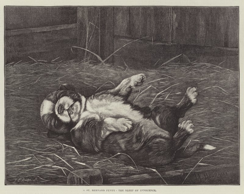 Un cucciolo di San Bernardo, il sonno dell